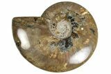 Polished Ammonite (Cleoniceras) Fossil - Madagascar #230082-1